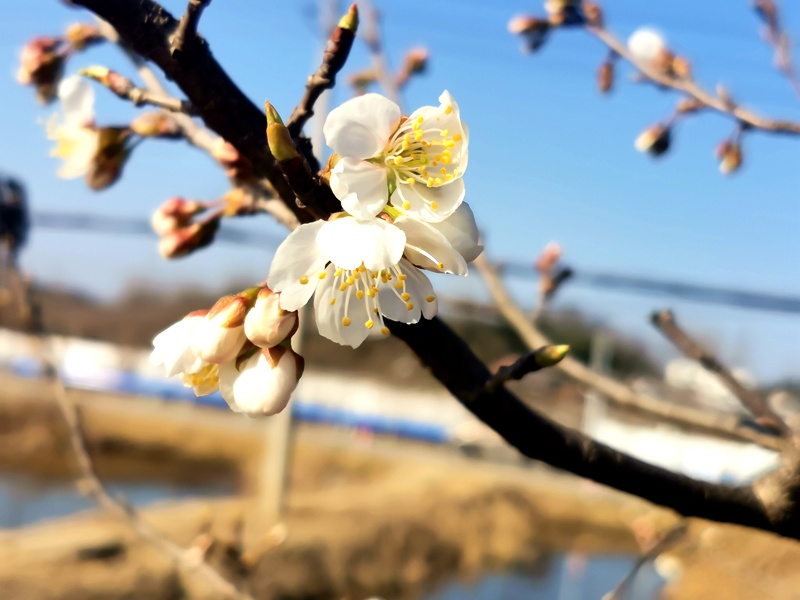 河南信阳：繁花似锦春似海