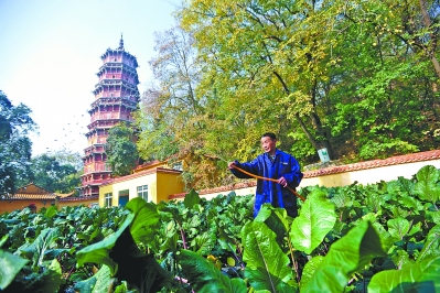 洪山宝塔下的洪山菜薹