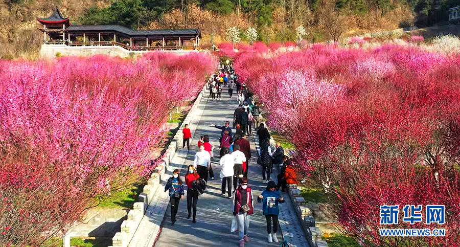 （新春走基层）建设生态植物园让马家河村走上致富路