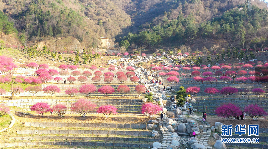 （新春走基层）建设生态植物园让马家河村走上致富路