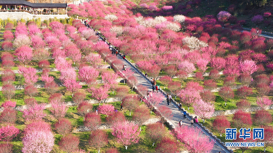 （新春走基层）建设生态植物园让马家河村走上致富路