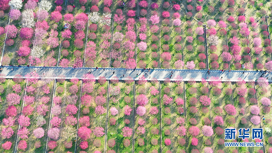 （新春走基层）建设生态植物园让马家河村走上致富路