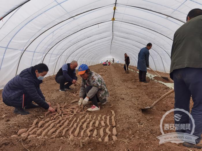 好春光里春耕忙 农技人员送技术到田间地头