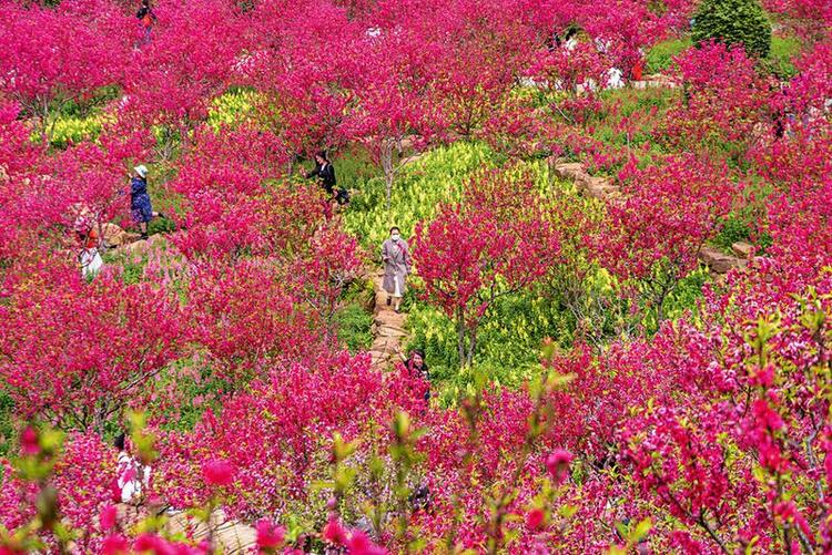 南宁：满城春色关不住 一路繁花皆胜景