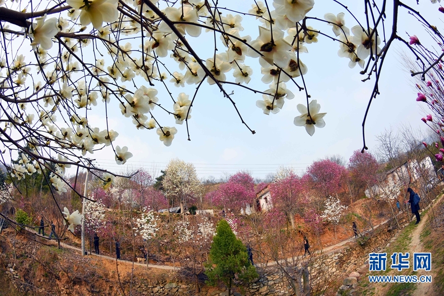 南阳市南召县：玉兰花开美乡村