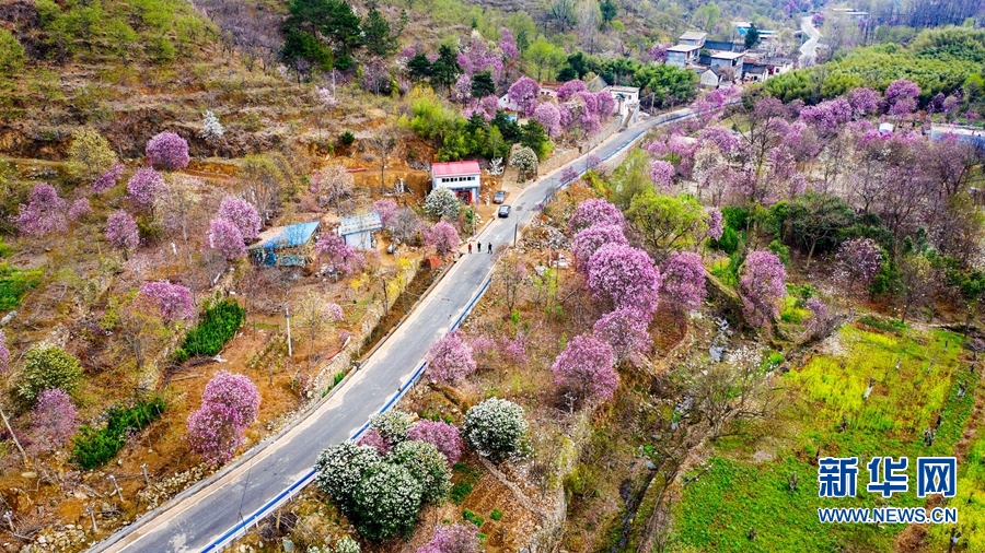 南阳市南召县：玉兰花开美乡村