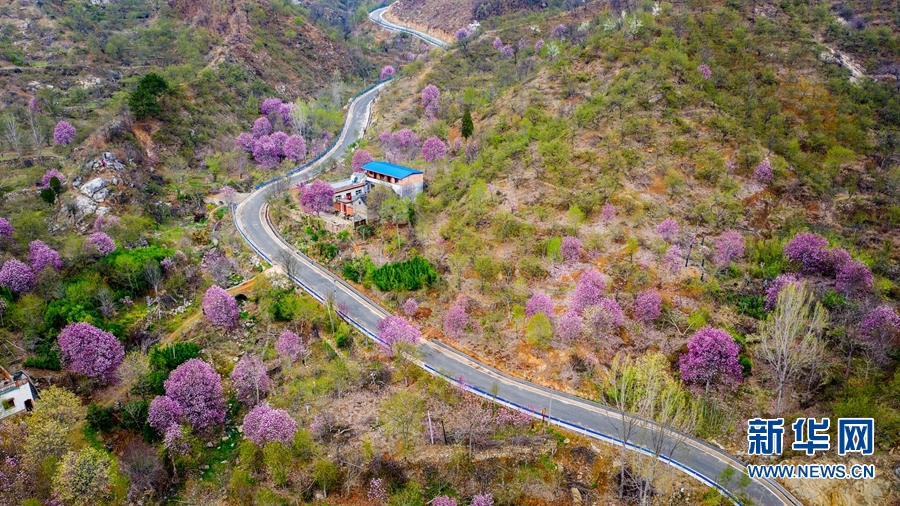 南阳市南召县：玉兰花开美乡村