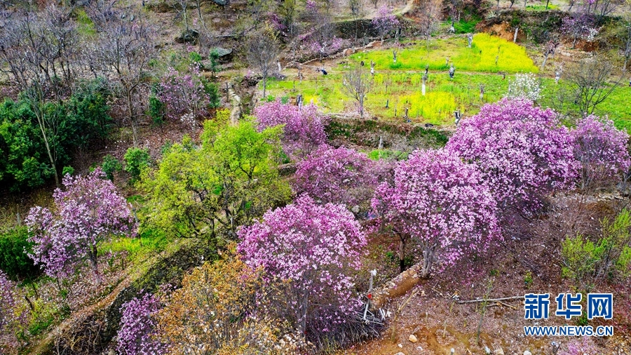 南阳市南召县：玉兰花开美乡村