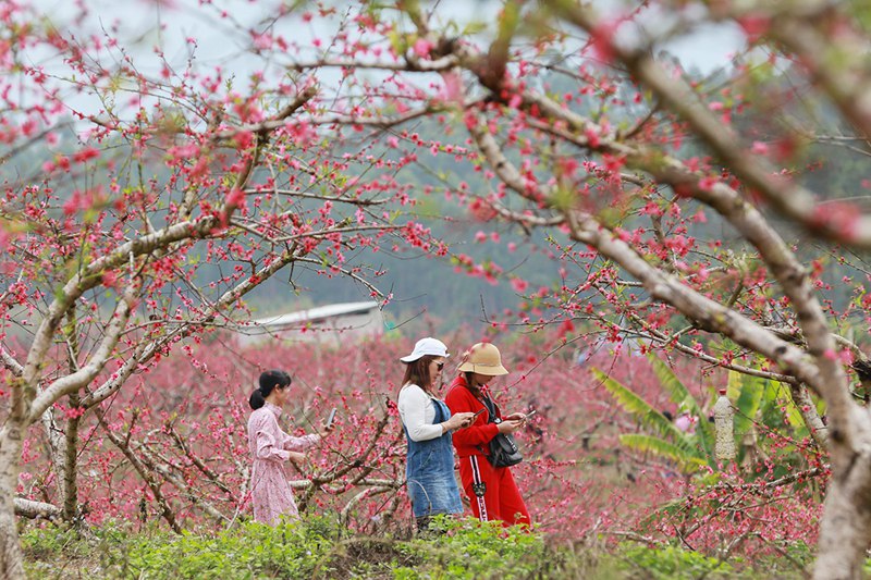 南宁武鸣区：春花灿烂迷人眼