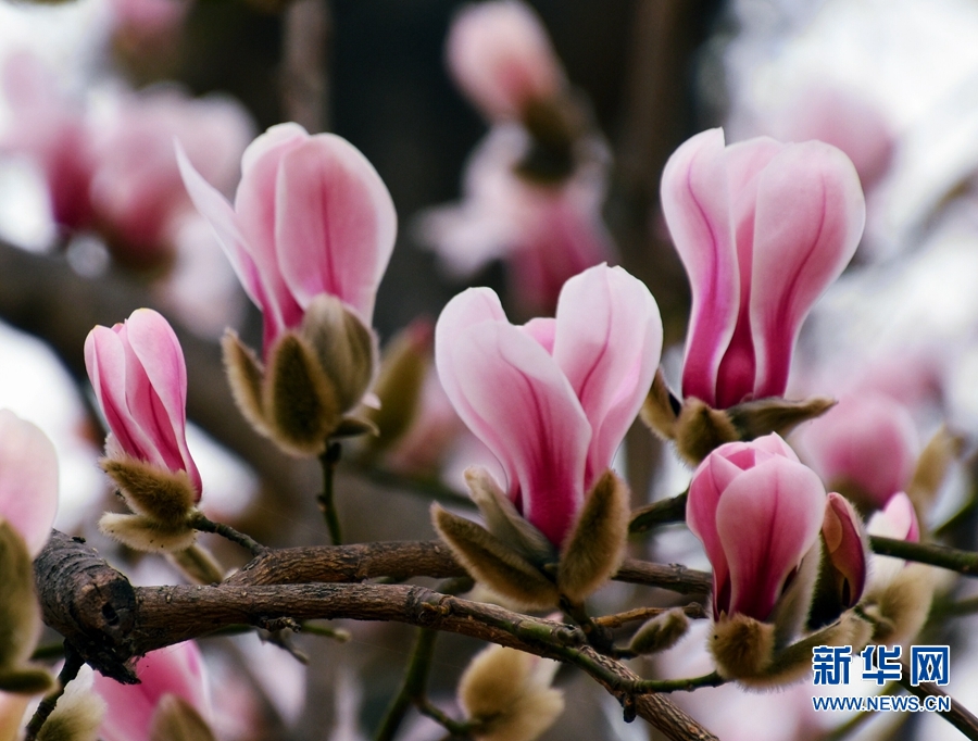 南阳市南召县：玉兰花开美乡村