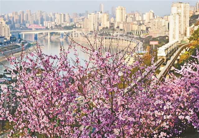 【城市远洋】美丽山城变身美丽花城