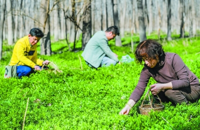 野菜正当时 市民采摘乐