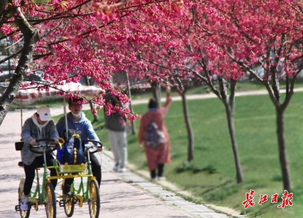 万名游客到武汉花博汇踏青赏花