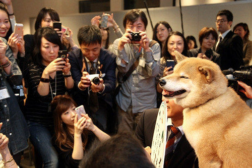 日本超萌柴犬全球数百万粉丝 表情丰富傲娇(图)