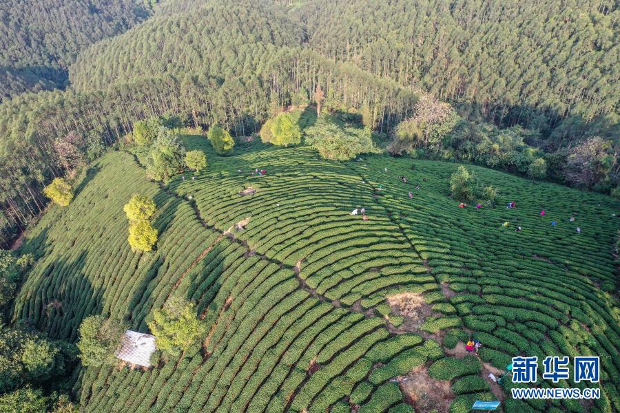 贺州市昭平县：茶山春意