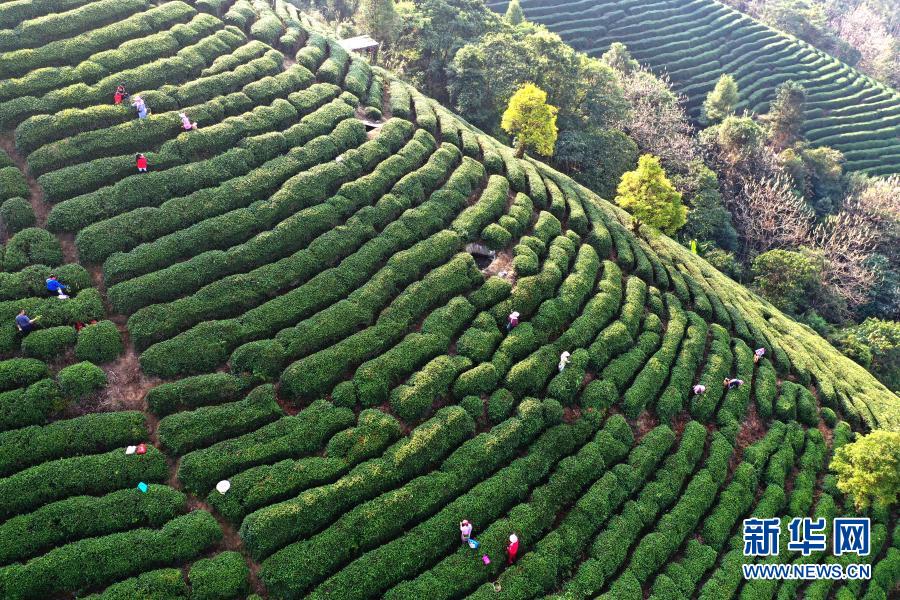 贺州市昭平县：茶山春意