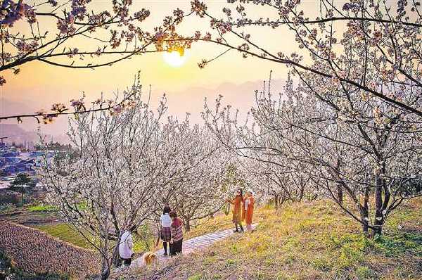 【城市远洋带图】赏花 一定不要错过这些地方