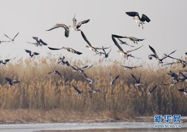 河北修复滨海湿地1243.35公顷