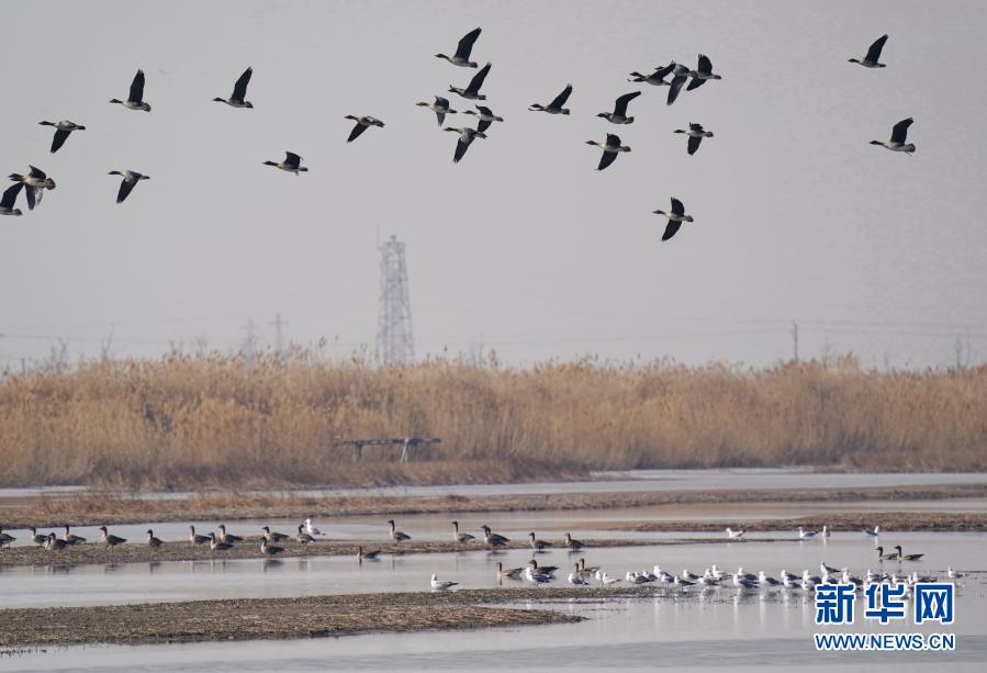 河北修复滨海湿地1243.35公顷