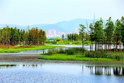 襄阳汉江湿地渐成鸟类天堂