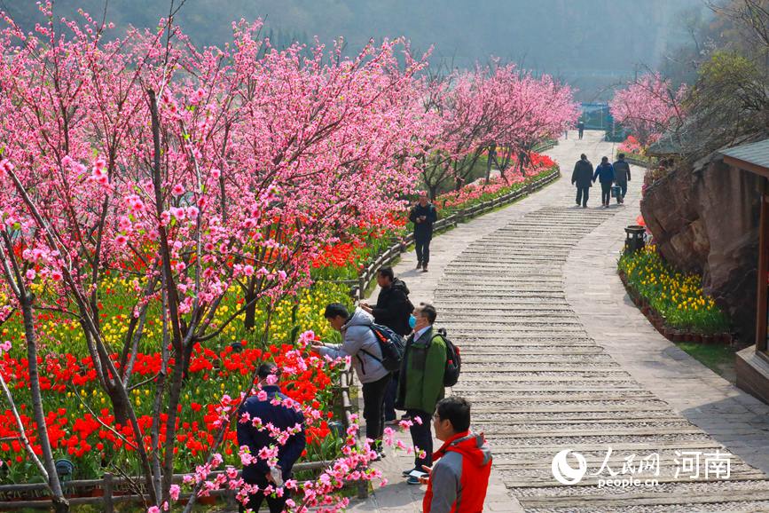 河南新乡：春到太行花满山