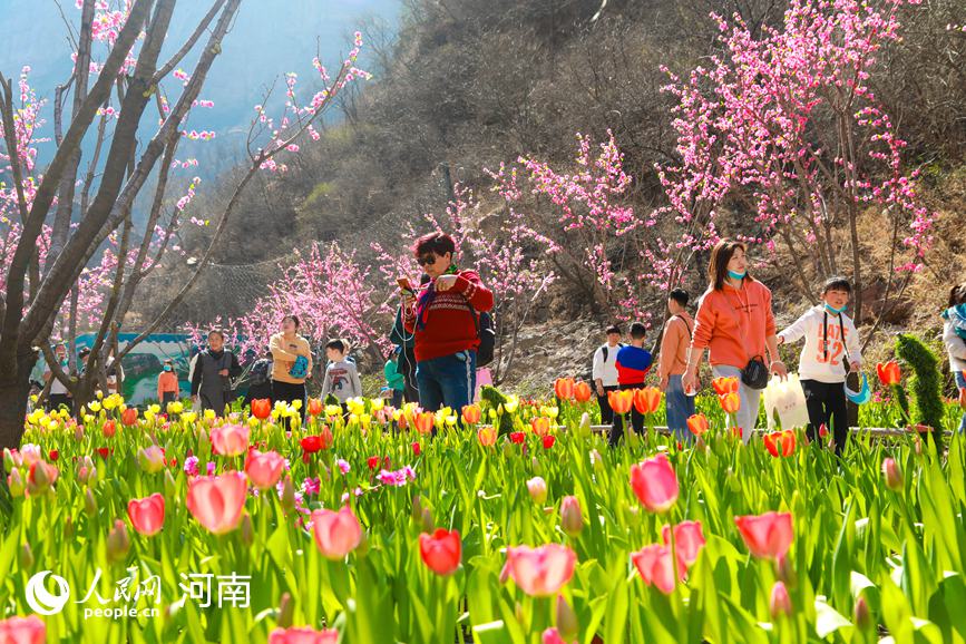 河南新乡：春到太行花满山