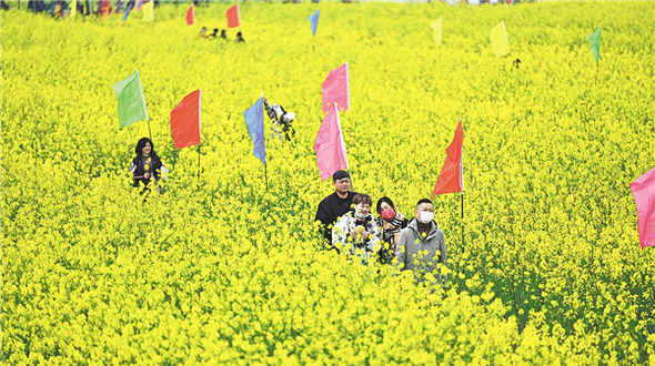 武汉蔡甸区消泗油菜花铺就“金色画卷”