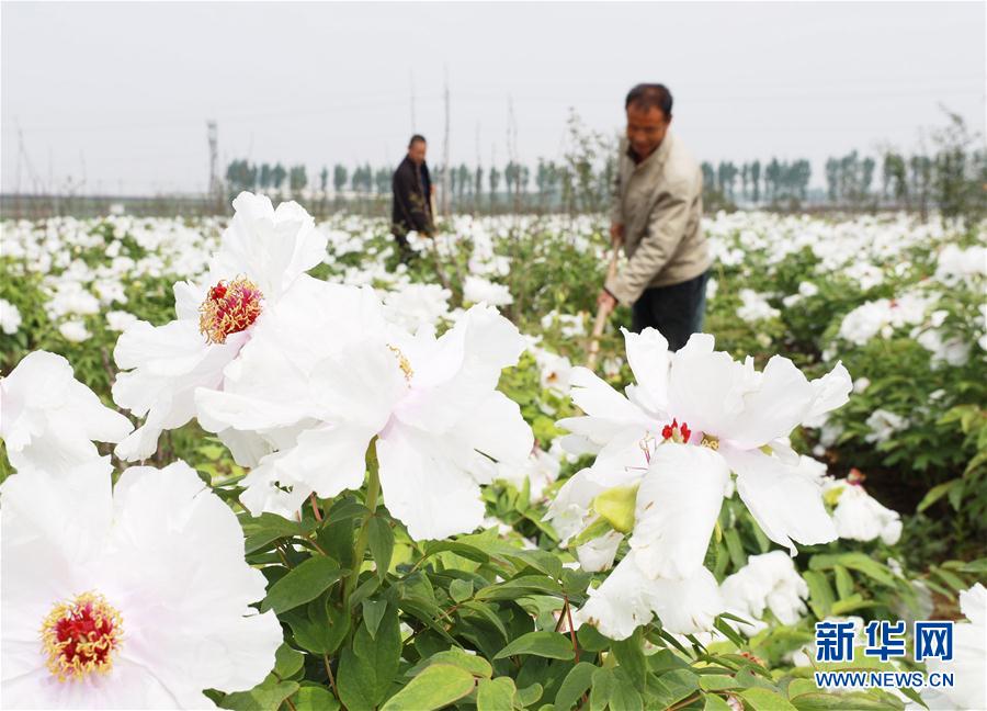 河北内丘：牡丹种植助增收