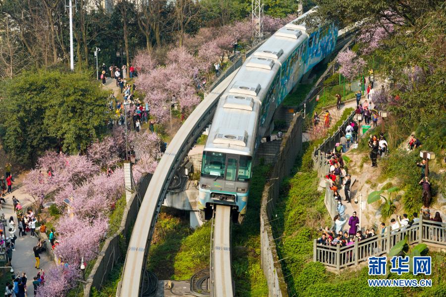 【城市远洋】重庆：一路繁花相送 带你驶向春天