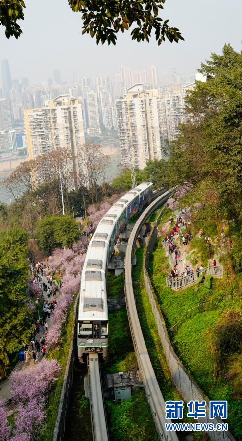 【城市远洋】重庆：一路繁花相送 带你驶向春天