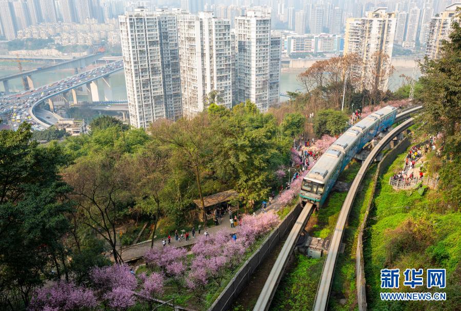 【城市远洋】重庆：一路繁花相送 带你驶向春天