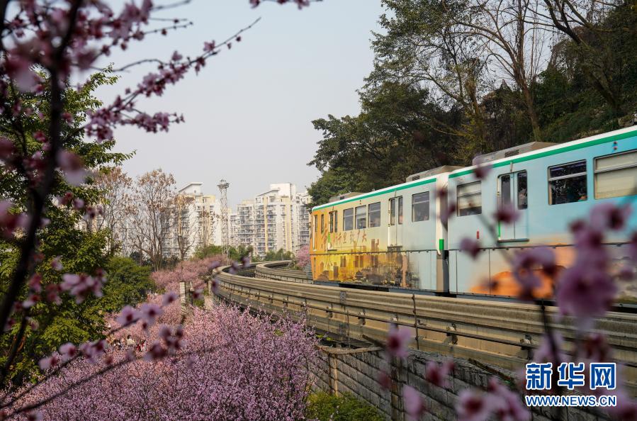 【城市远洋】重庆：一路繁花相送 带你驶向春天