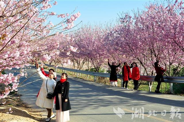 襄阳谷城：老君山樱花烂漫