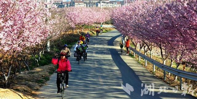 襄阳谷城：老君山樱花烂漫