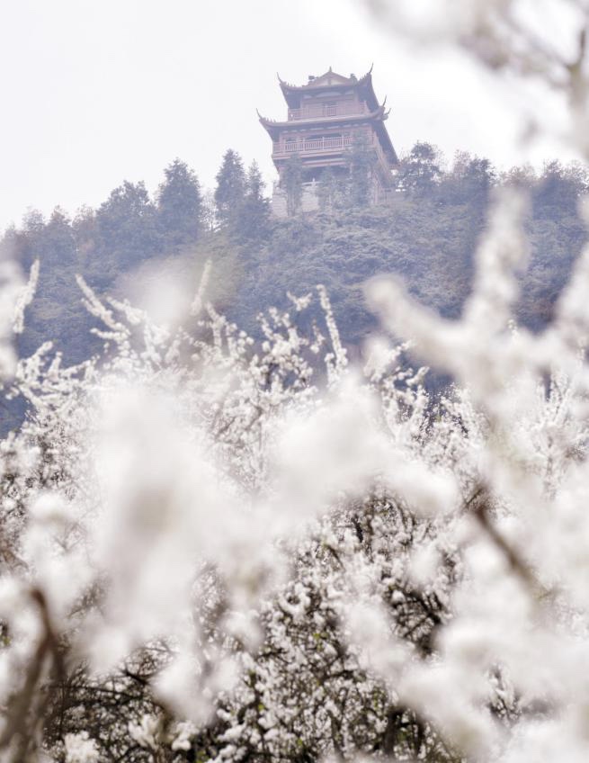 （有修改）【B】重庆渝北印盒景区第十一届“印盒李花节”举行