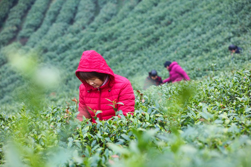 河南信阳：春光好 采茶忙