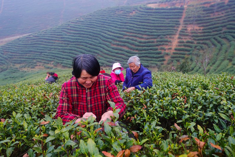 河南信阳：春光好 采茶忙