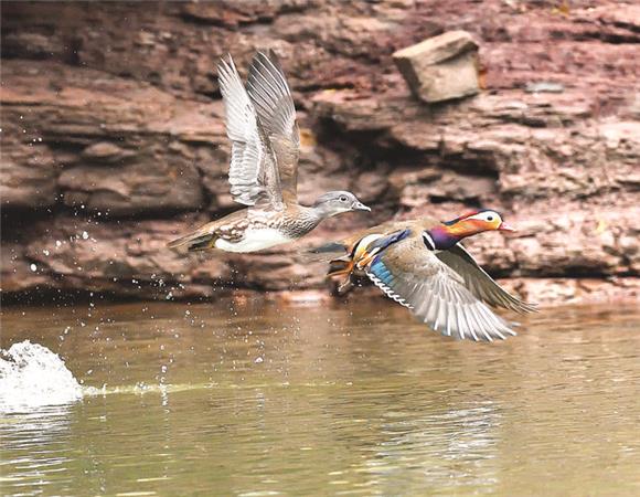 【城市远洋带图】万州：甘宁湖上鸳鸯飞