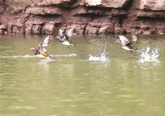 【城市远洋带图】万州：甘宁湖上鸳鸯飞