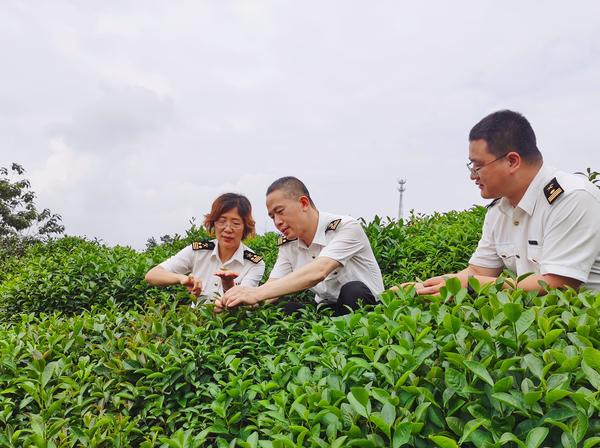 茶香飘世界！1600吨信阳茶叶乘“绿茶专列”发往中亚