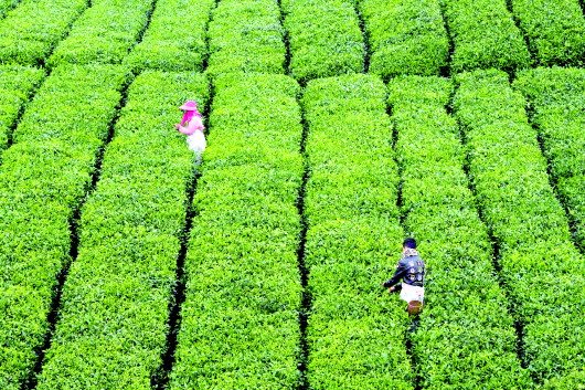 （黔茶贵水）贵定云雾贡茶采摘忙