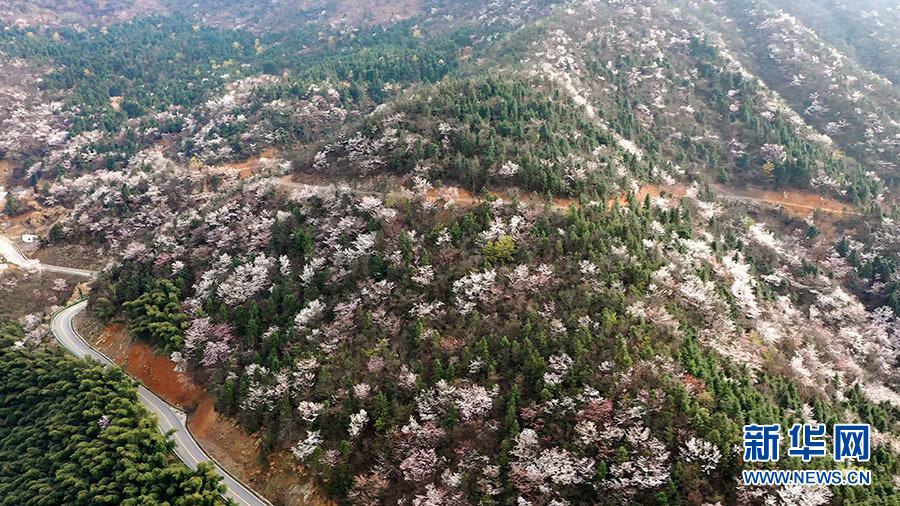 壮观！大幕山万株野樱花绽放