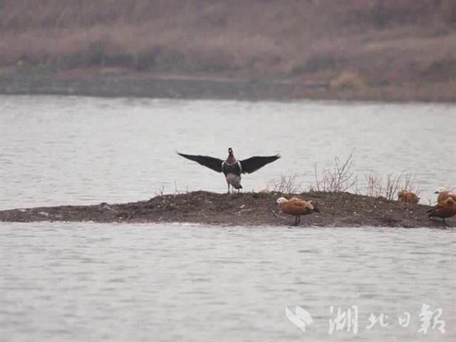 武汉首次监测到红胸黑雁