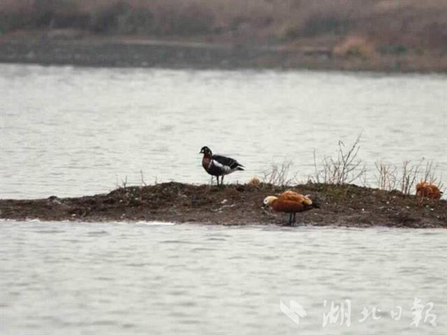 武汉首次监测到红胸黑雁