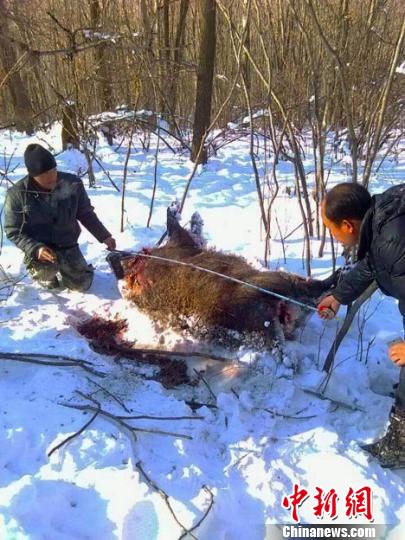 吉林蛟河疑现东北虎足迹 两头野猪被捕食