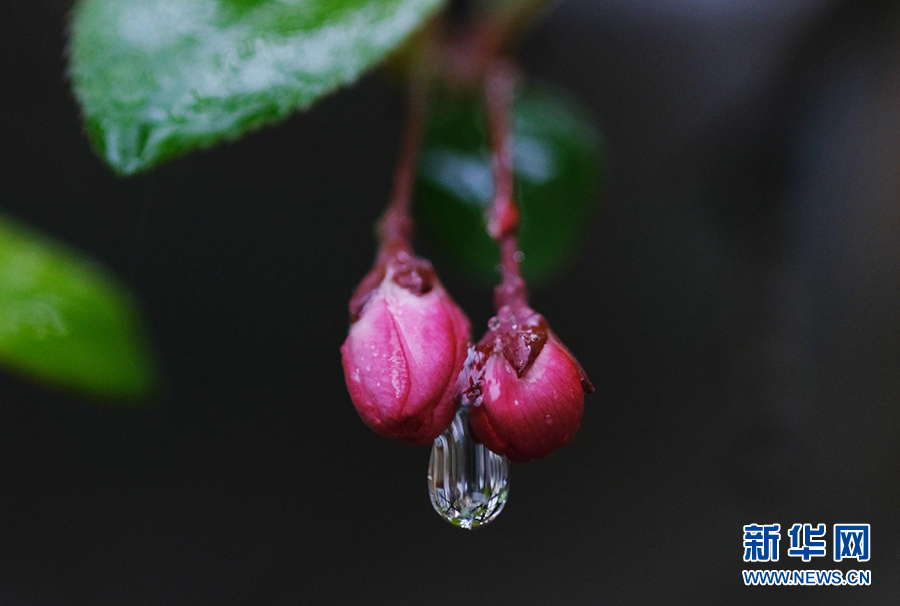 春雨润花枝 娇艳更欲滴