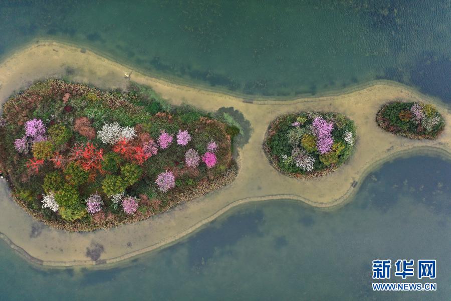 一湖春水鲜花红