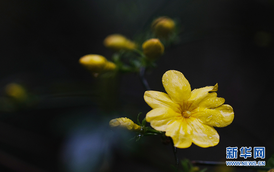 春雨润花枝 娇艳更欲滴