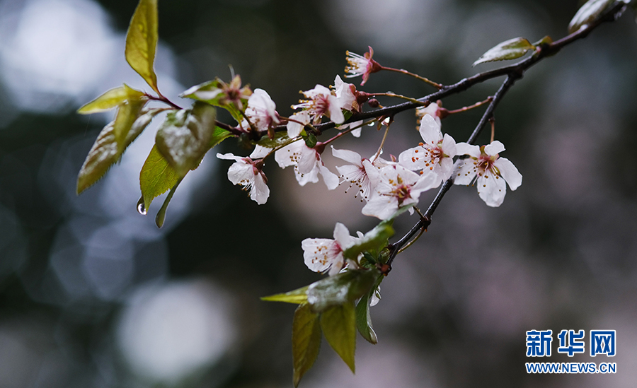 春雨润花枝 娇艳更欲滴