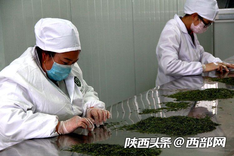 不涨价 不拖欠 不降低 东裕茗茶引领汉中仙毫发展新风向